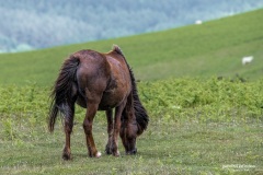 The Black Mountain Ponies-13245-03