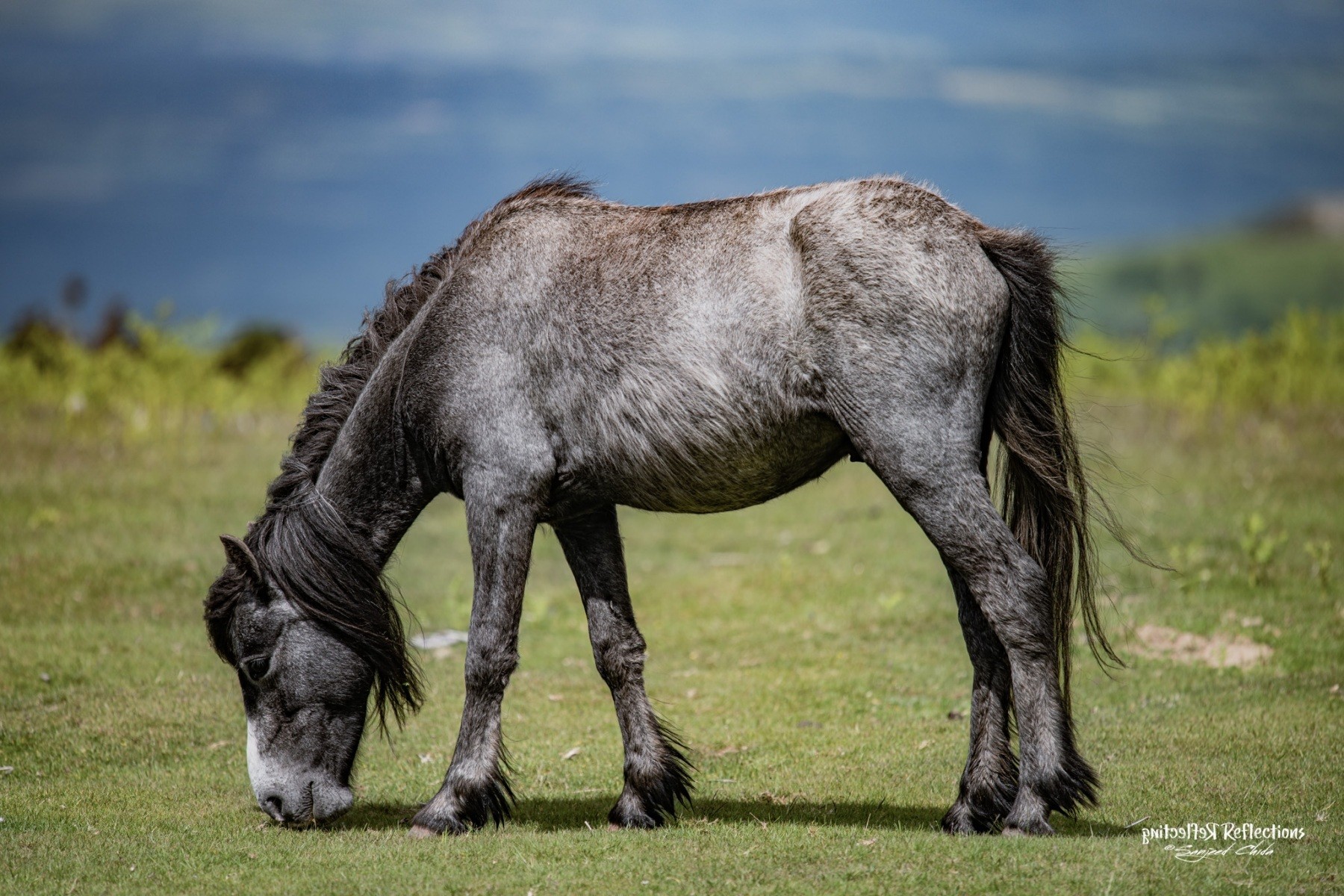 Reminiscing with the Welsh Mountain Ponies